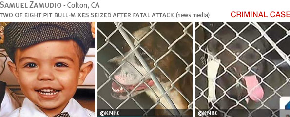 Fatal pit bull attack - Samuel Zamudio photo