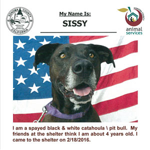 adoption listing advertisement - sonoma county animal shelter