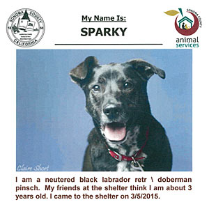 adoption listing advertisement - sonoma county animal shelter