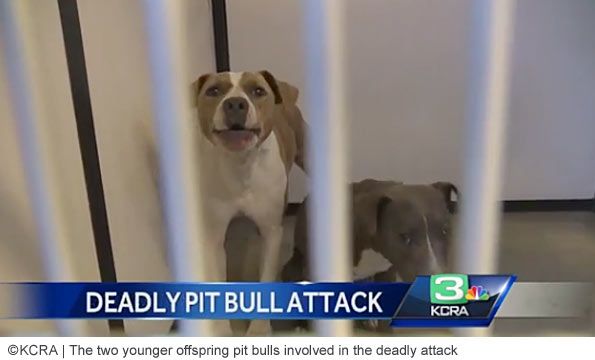 east stockton pit bull attack