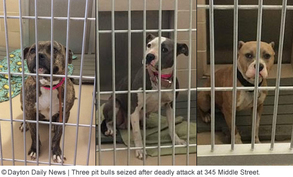 Three pit bulls seized dayton pit bull fatality