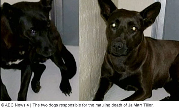 two dogs that killed 2-year old boy ja marr tiller