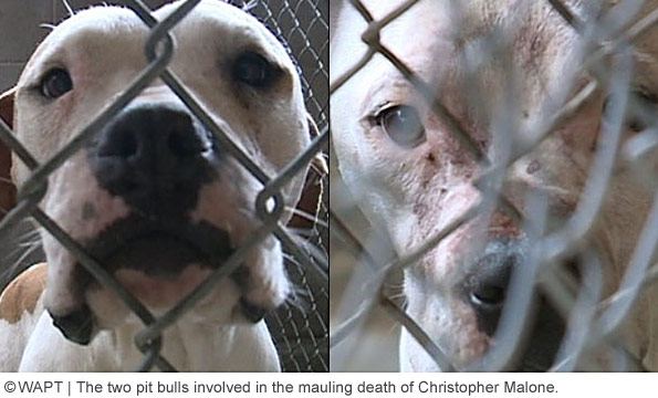 family pit bulls killed christopher malone in holmes county