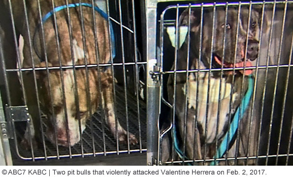 two pit bulls fatally attacked Valentine Herrera