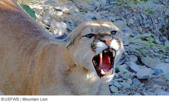 Mountain lion, cougar